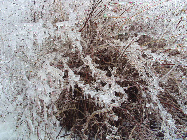 CLOSE-UP OF BARE TREES