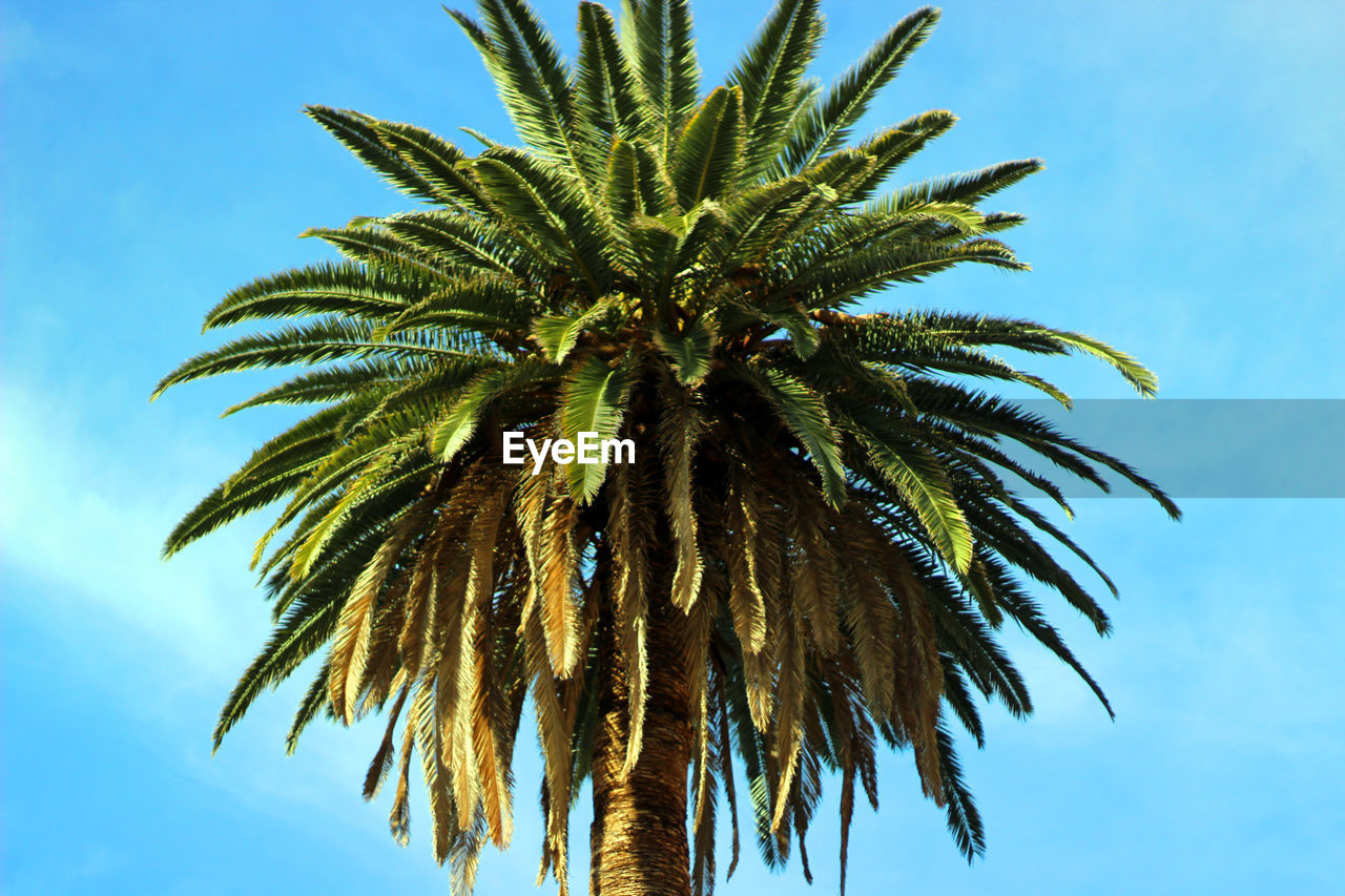 Low angle view of palm tree against sky