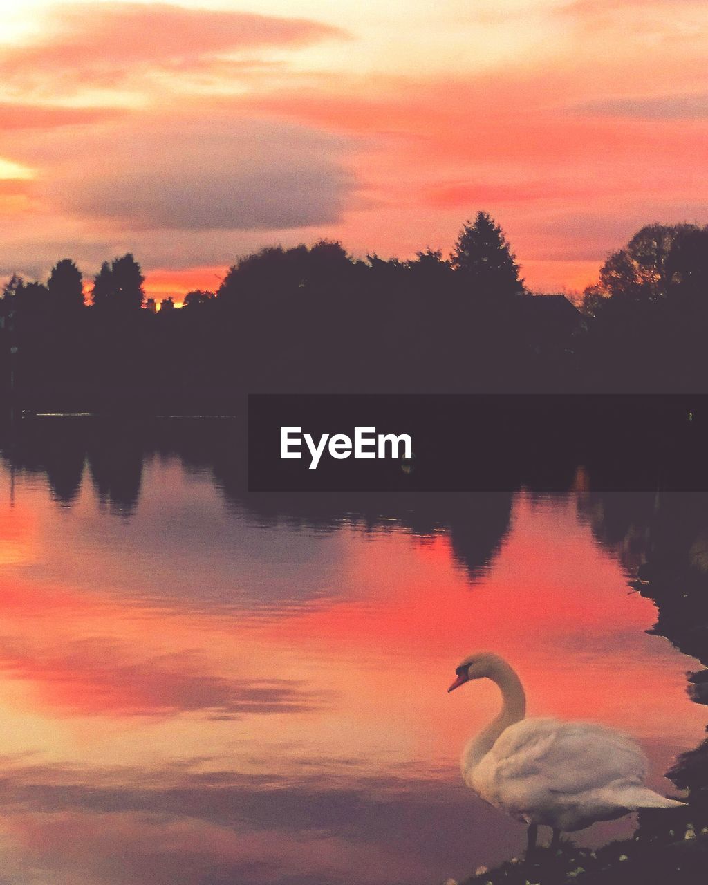 Swan perching at lakeshore against orange sky