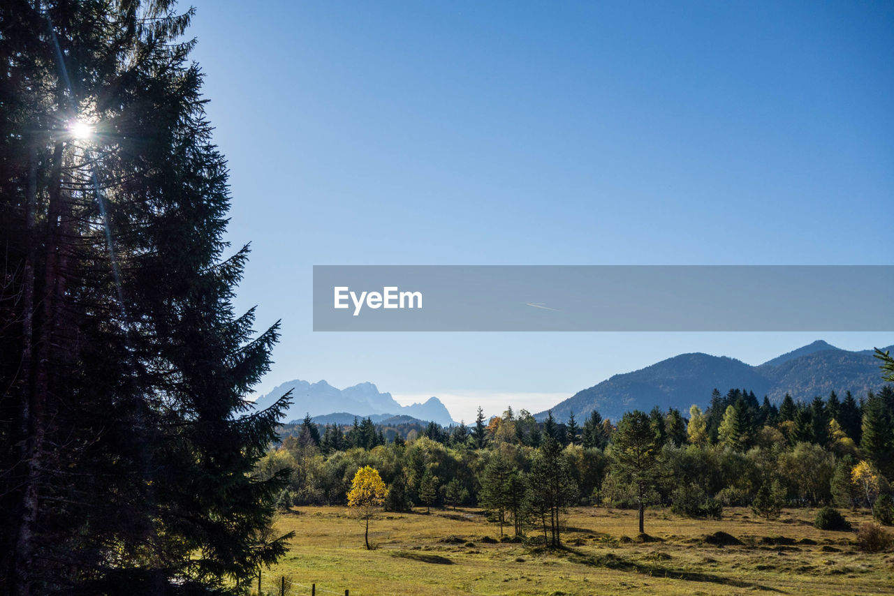 Trees on landscape against clear sky