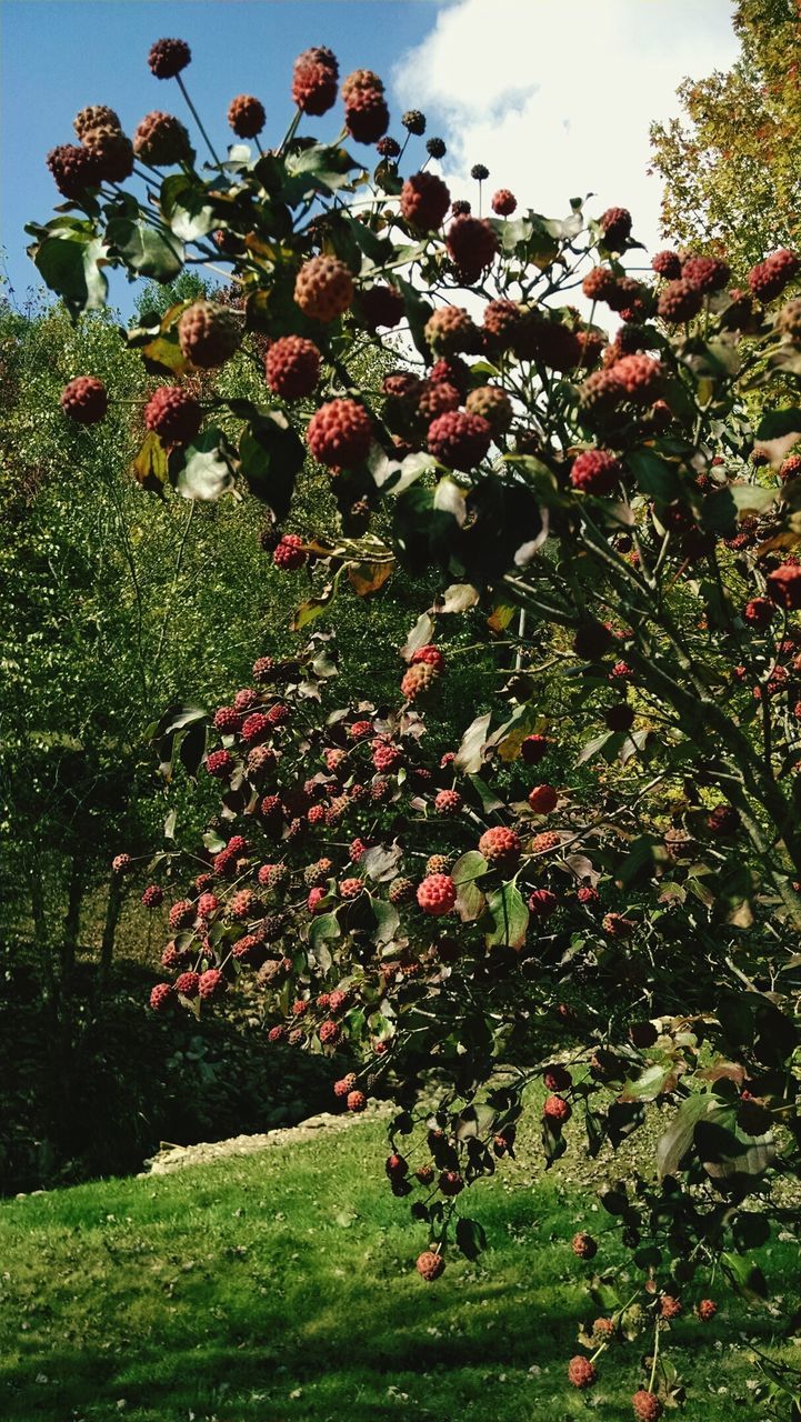 CLOSE-UP OF FLOWERS ON TREE