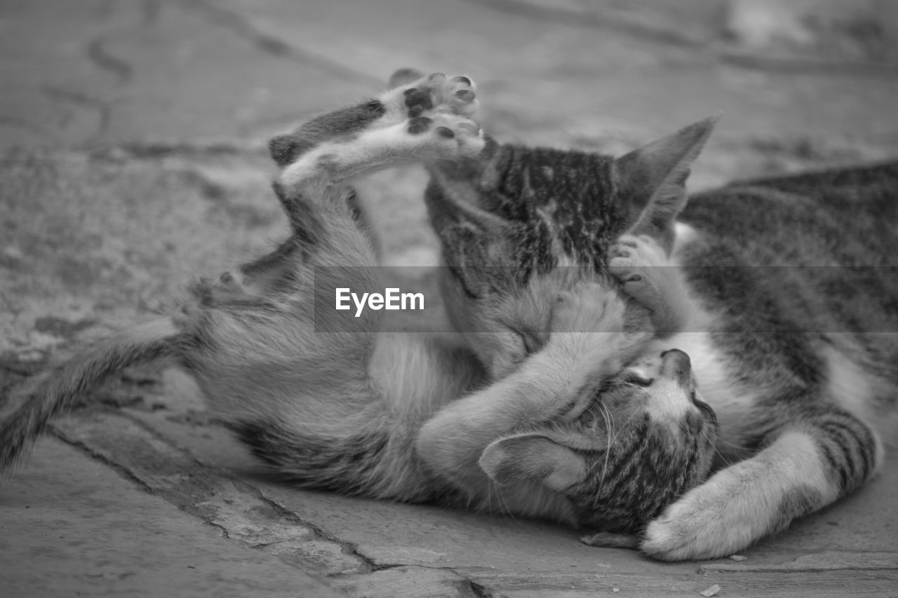 CATS RELAXING IN A FARM