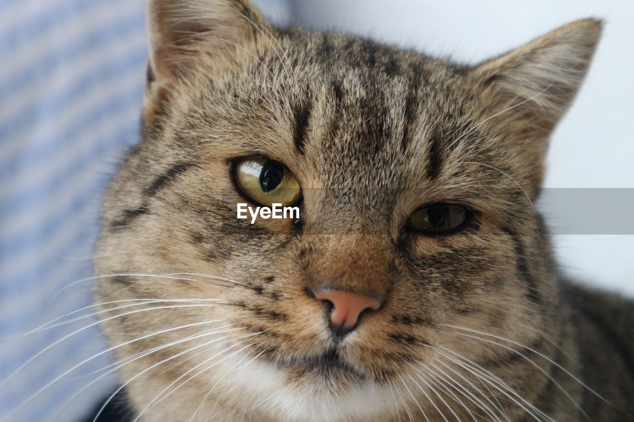 CLOSE-UP PORTRAIT OF CAT WITH EYES