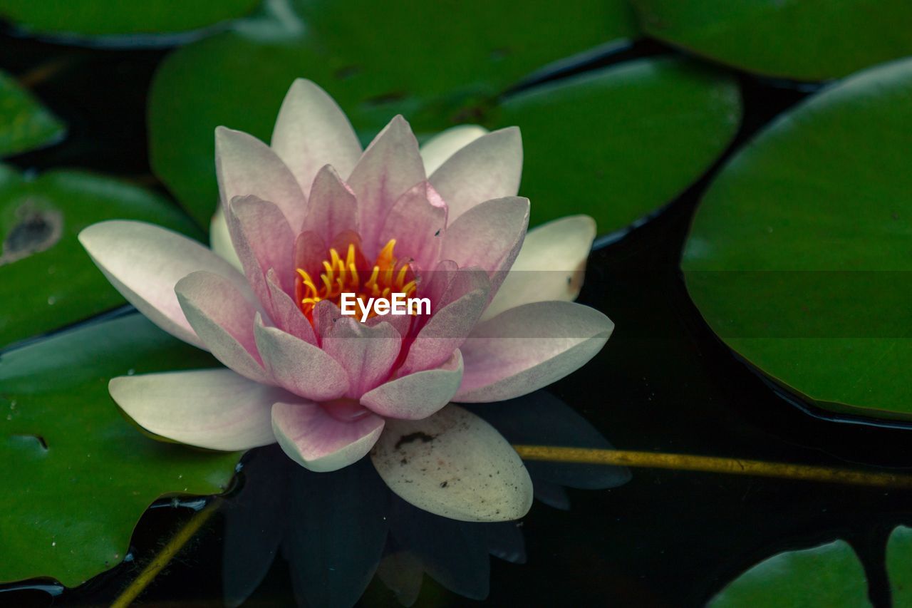 CLOSE-UP OF LOTUS WATER LILY