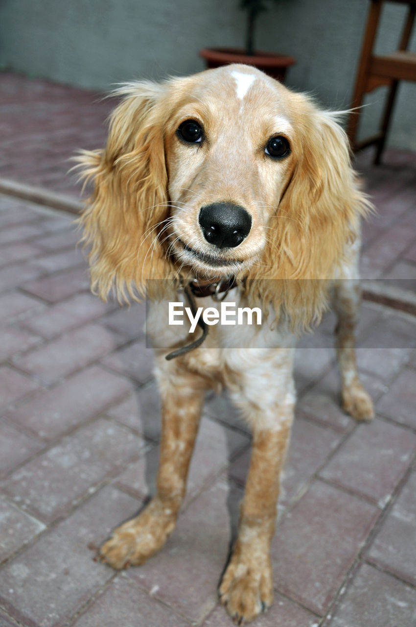 PORTRAIT OF DOG ON STREET