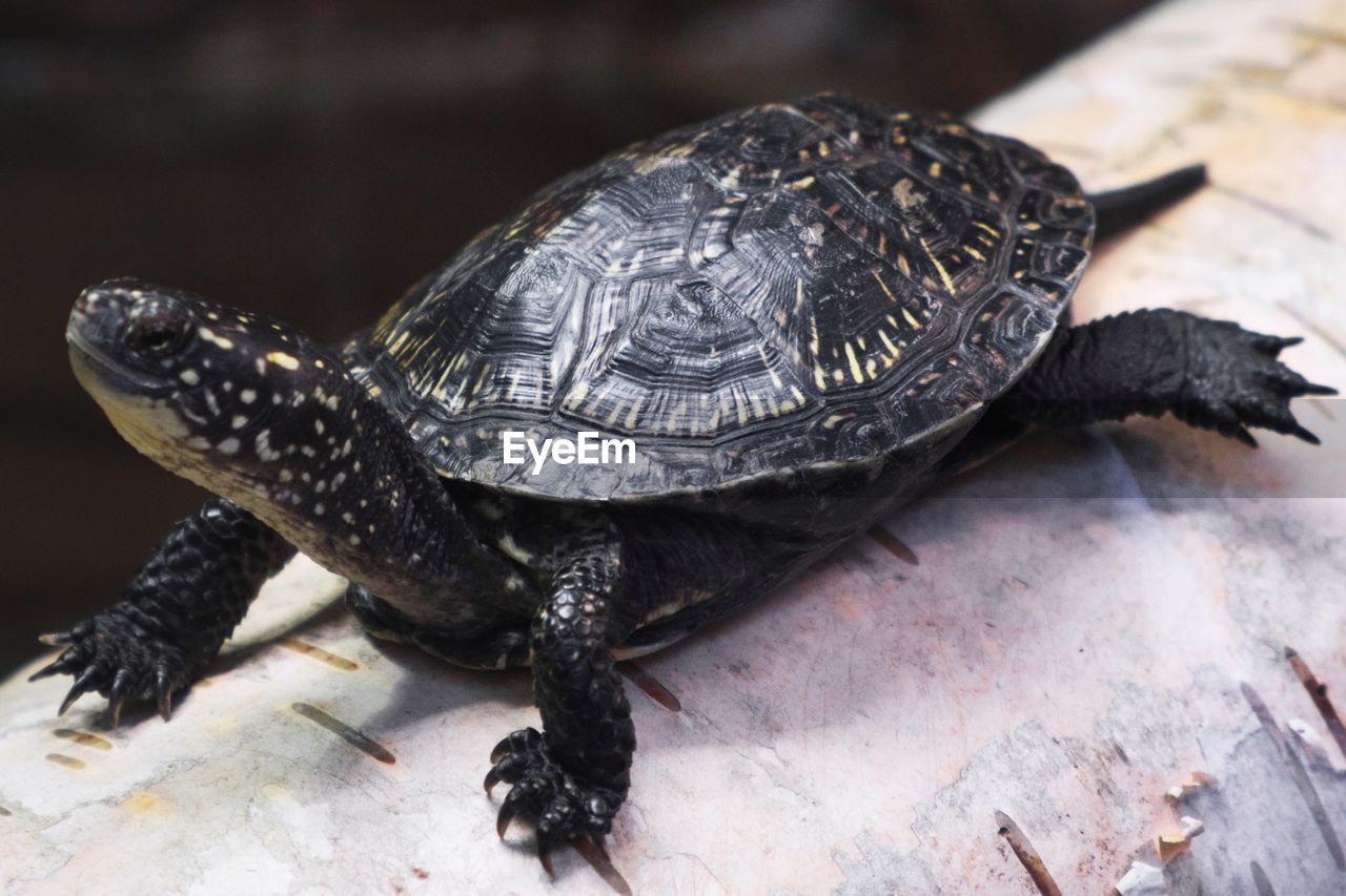 CLOSE-UP OF A TURTLE