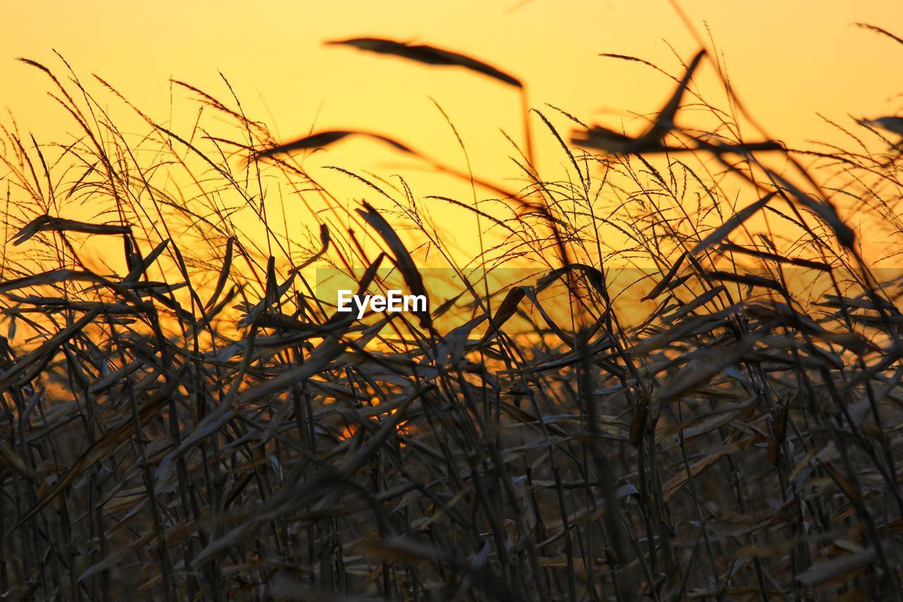 Close-up of silhouette plants on field against sunset sky