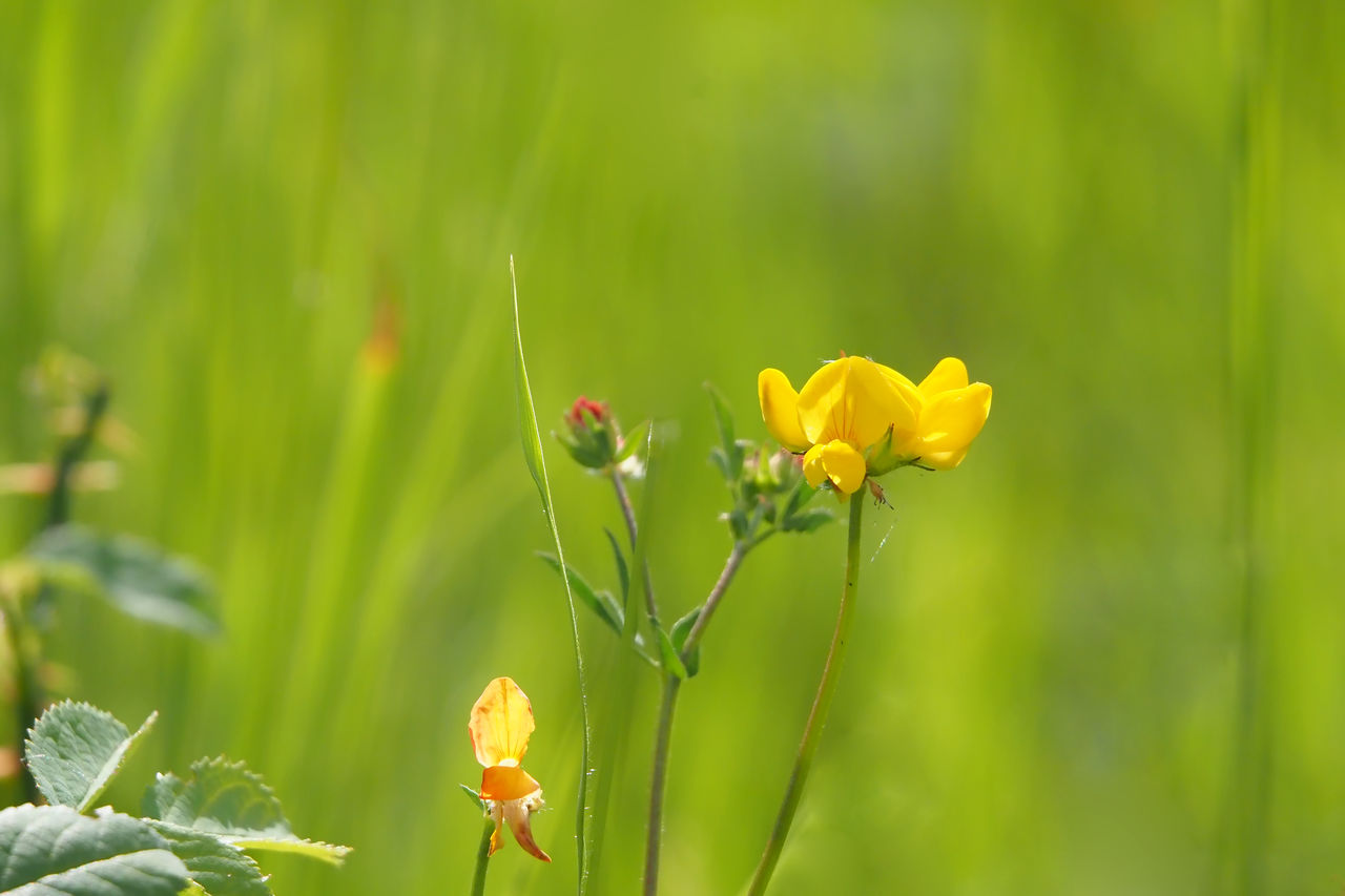 plant, flower, flowering plant, beauty in nature, meadow, nature, freshness, grass, green, yellow, close-up, animal wildlife, fragility, environment, prairie, animal, insect, focus on foreground, springtime, wildflower, field, no people, animal themes, growth, summer, land, macro photography, landscape, plant part, outdoors, leaf, plant stem, tranquility, grassland, environmental conservation, flower head, petal, plain, social issues, macro, vibrant color, sunlight, multi colored, selective focus, rural scene, day, wildlife, blossom, forest, botany, non-urban scene, inflorescence, animal wing, tranquil scene, food