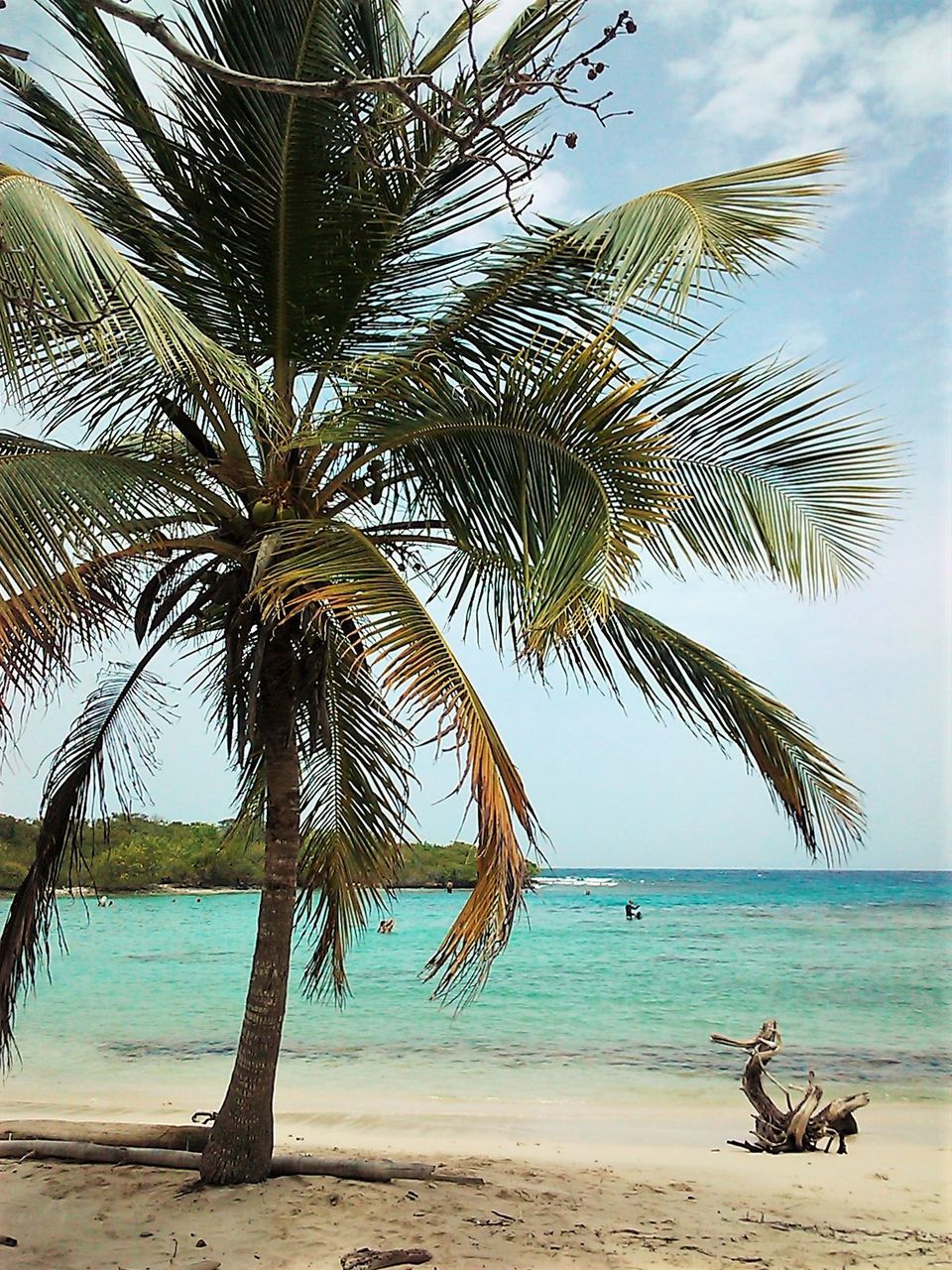 Palm trees on beach