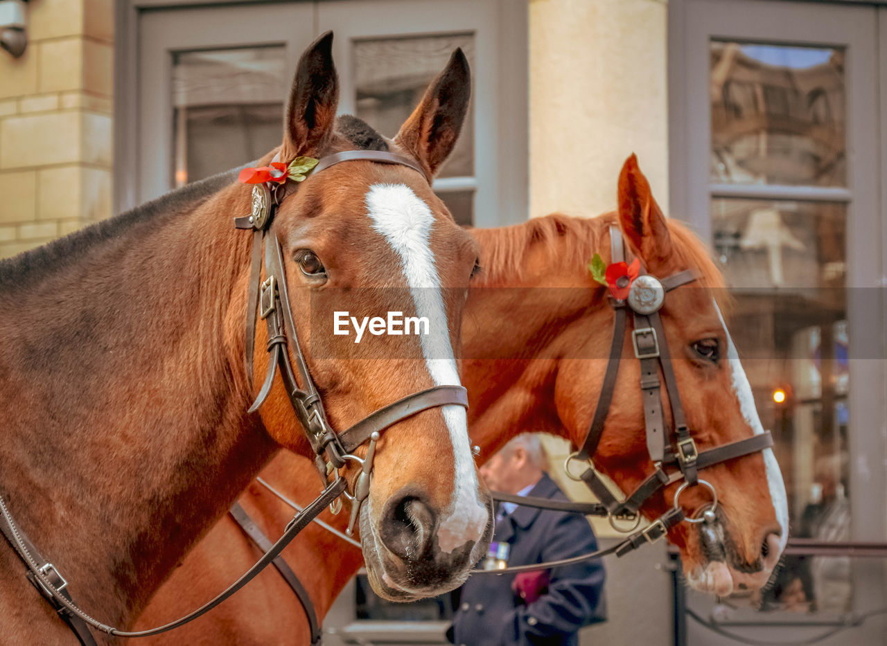 Police horses at memorial service