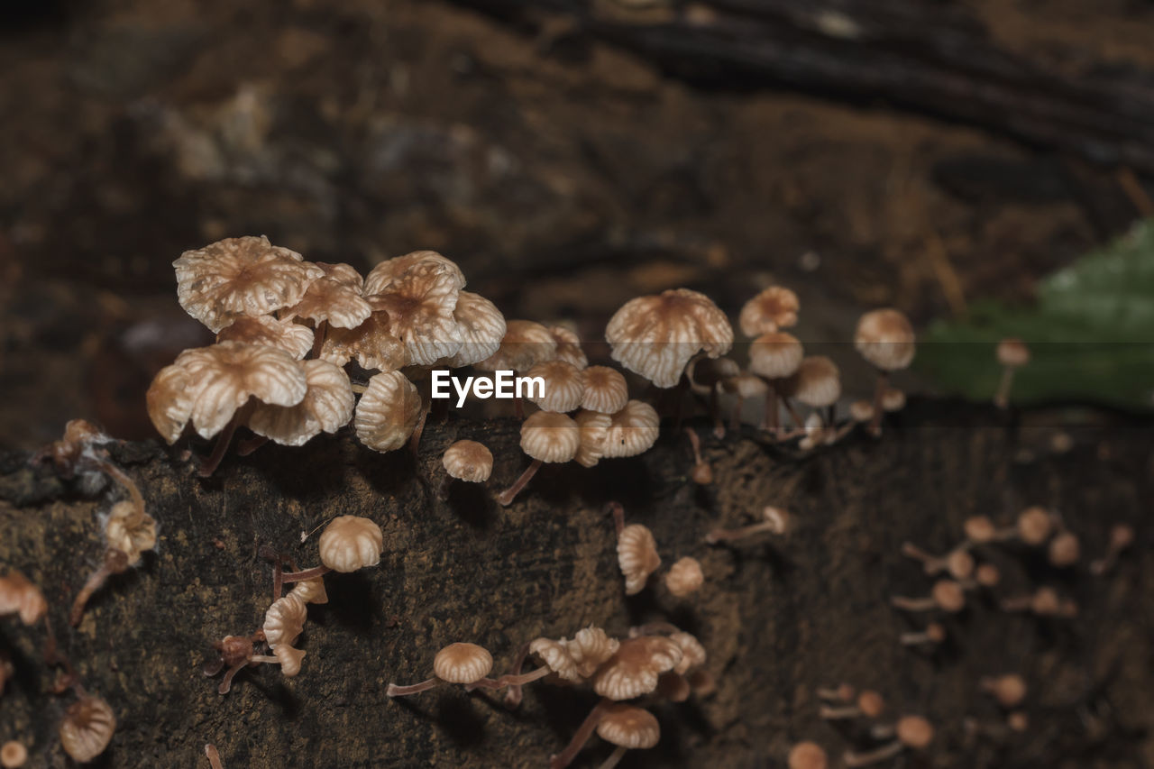 Close-up of mushrooms growing on field