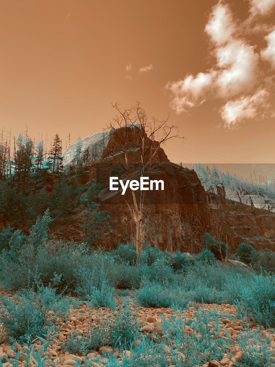 reflection, nature, tree, sky, no people, plant, sunlight, beauty in nature, environment, outdoors, land, scenics - nature, cloud, sunset, day, tranquility, blue, water, landscape, low angle view