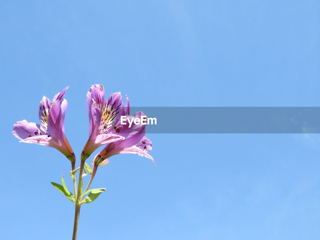 LOW ANGLE VIEW OF PINK FLOWER AGAINST BLUE SKY