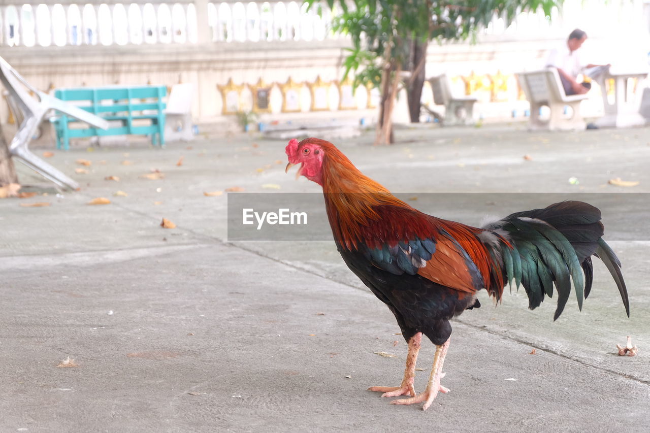 CLOSE-UP OF ROOSTER ON RIVERBANK