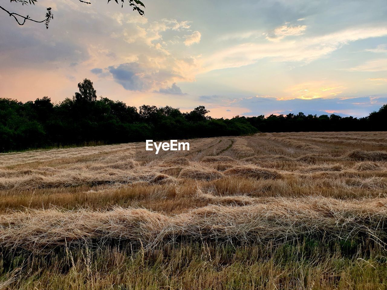 Scenic view of field against sky during sunset. harvest season. 