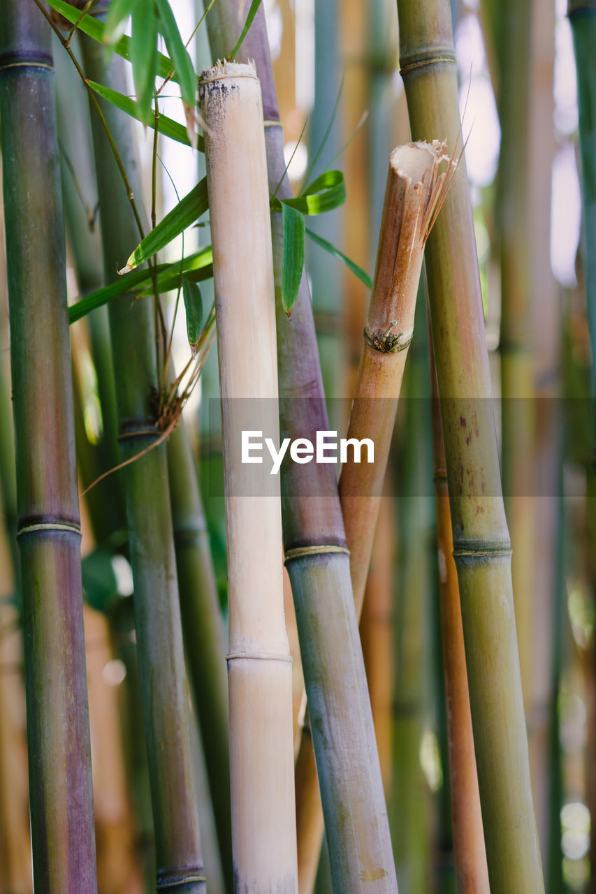 bamboo, bamboo - plant, branch, plant, plant stem, green, cane, tree, nature, growth, no people, day, bamboo grove, close-up, twig, outdoors, flower, focus on foreground, crop, forest, beauty in nature, land, bamboo - material