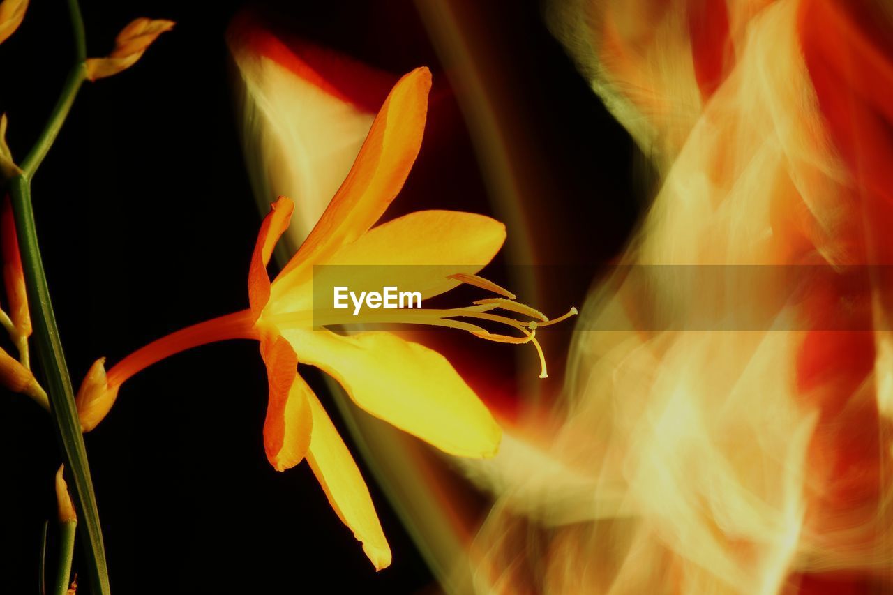 CLOSE-UP OF YELLOW FLOWER