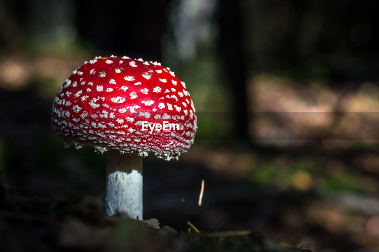 Close-up of fly agaric mushroom on field