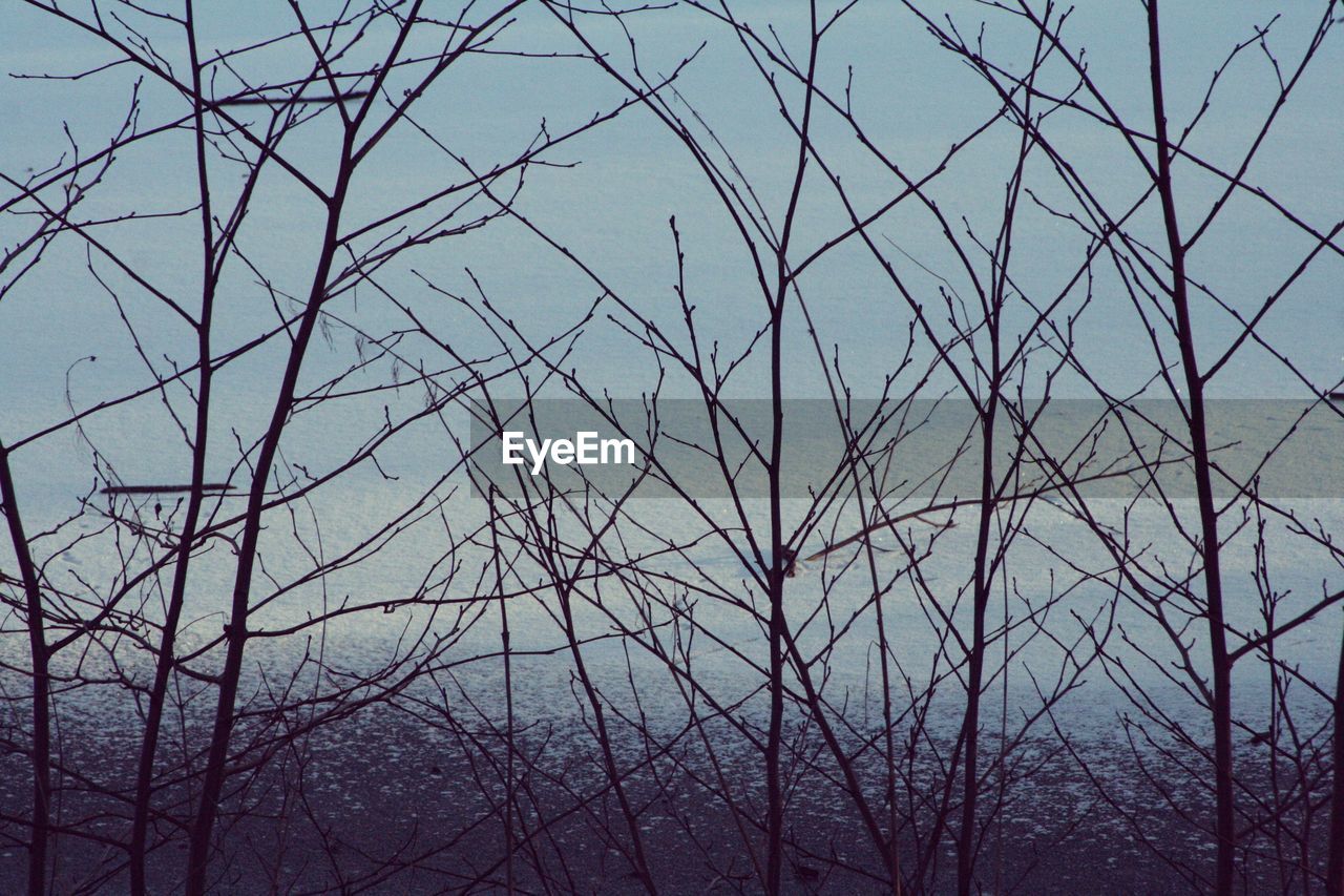 LOW ANGLE VIEW OF BARE TREES AGAINST THE SKY