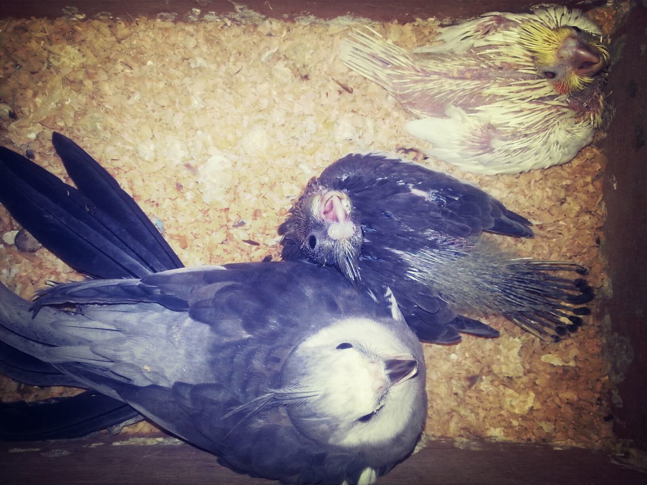 CLOSE-UP OF BIRDS IN WATER