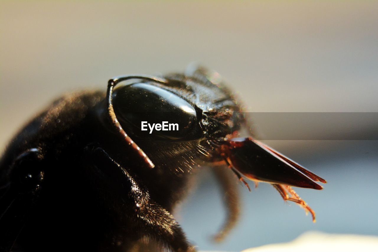 CLOSE-UP OF BEES