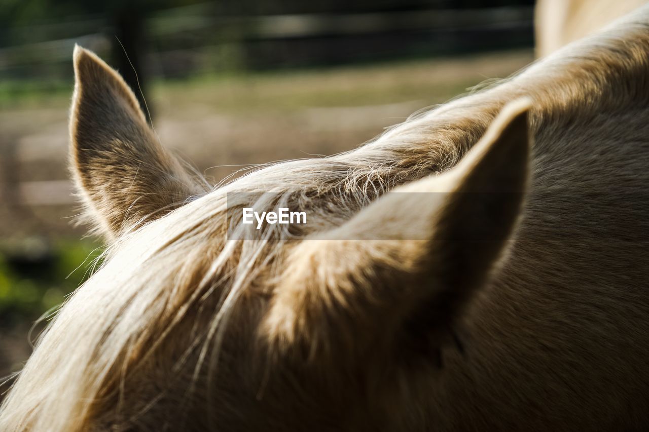 Close-up of horse outdoors