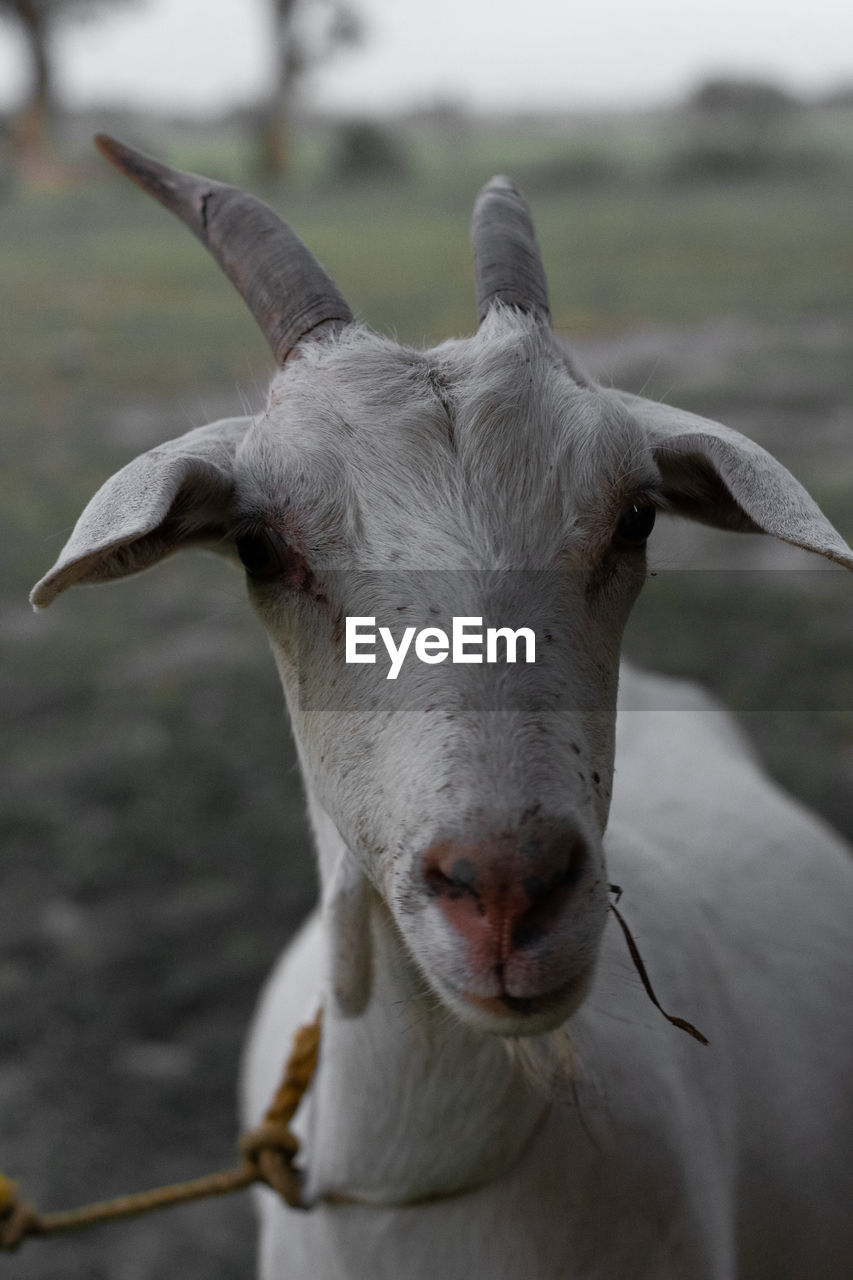 Close-up portrait of a goat