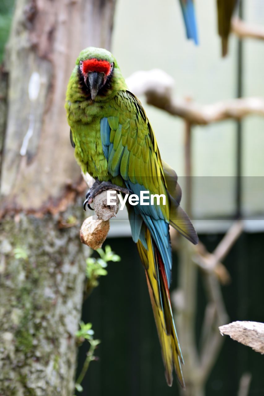 CLOSE-UP OF PARROT ON TREE