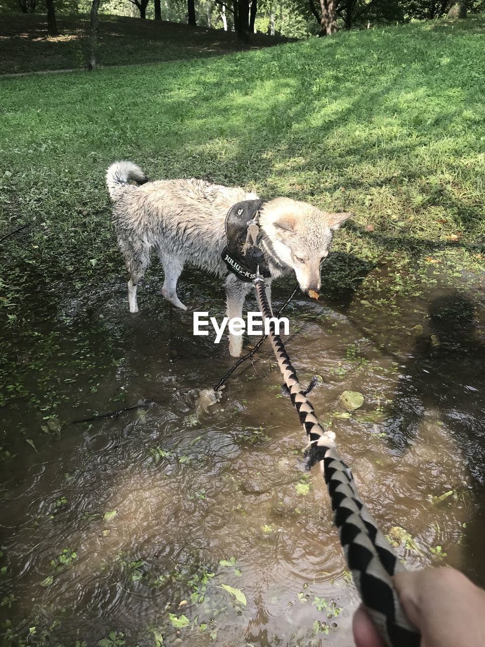 VIEW OF DOG ON LANDSCAPE