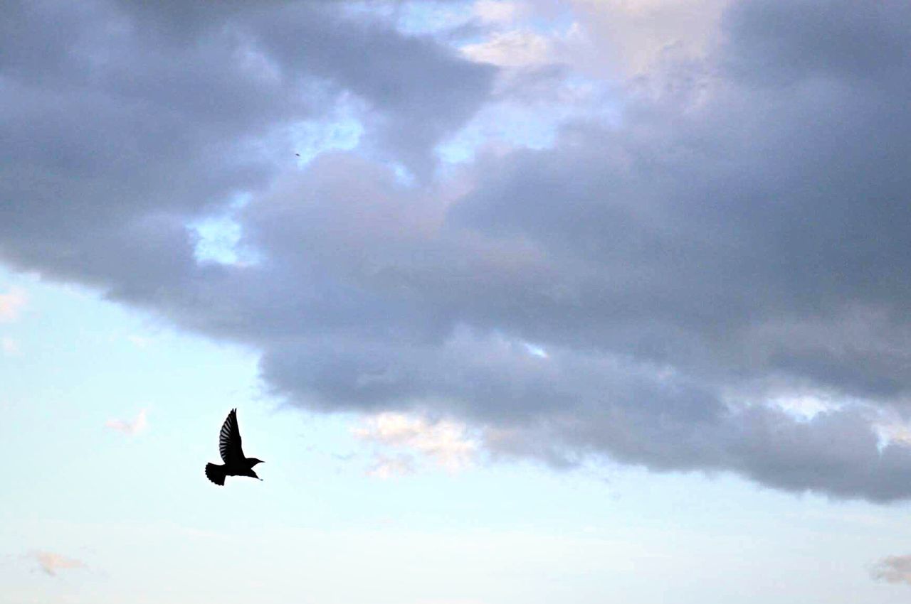 flying, bird, wildlife, sky, nature, no people, height, high, animal themes, outdoors