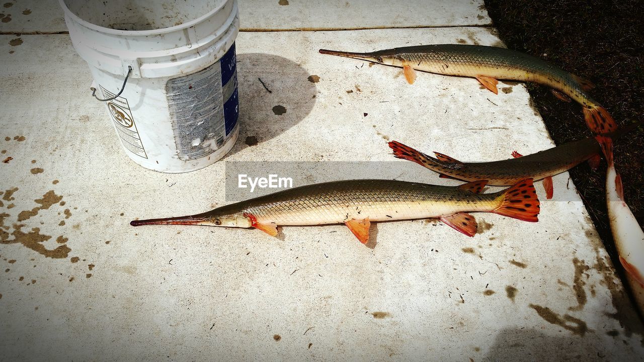 High angle view of dead fishes on pier near bucket