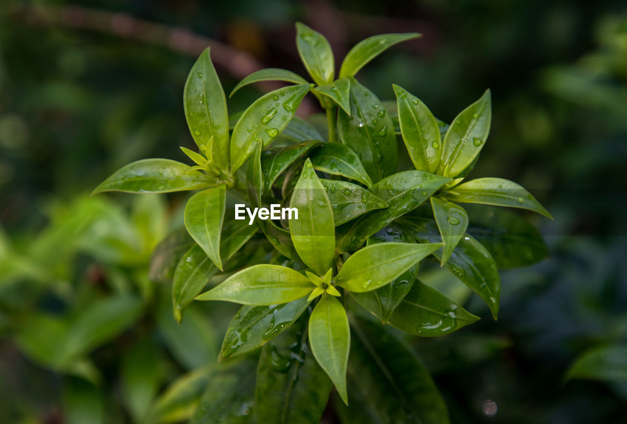 CLOSE-UP OF RAINDROPS ON LEAVES