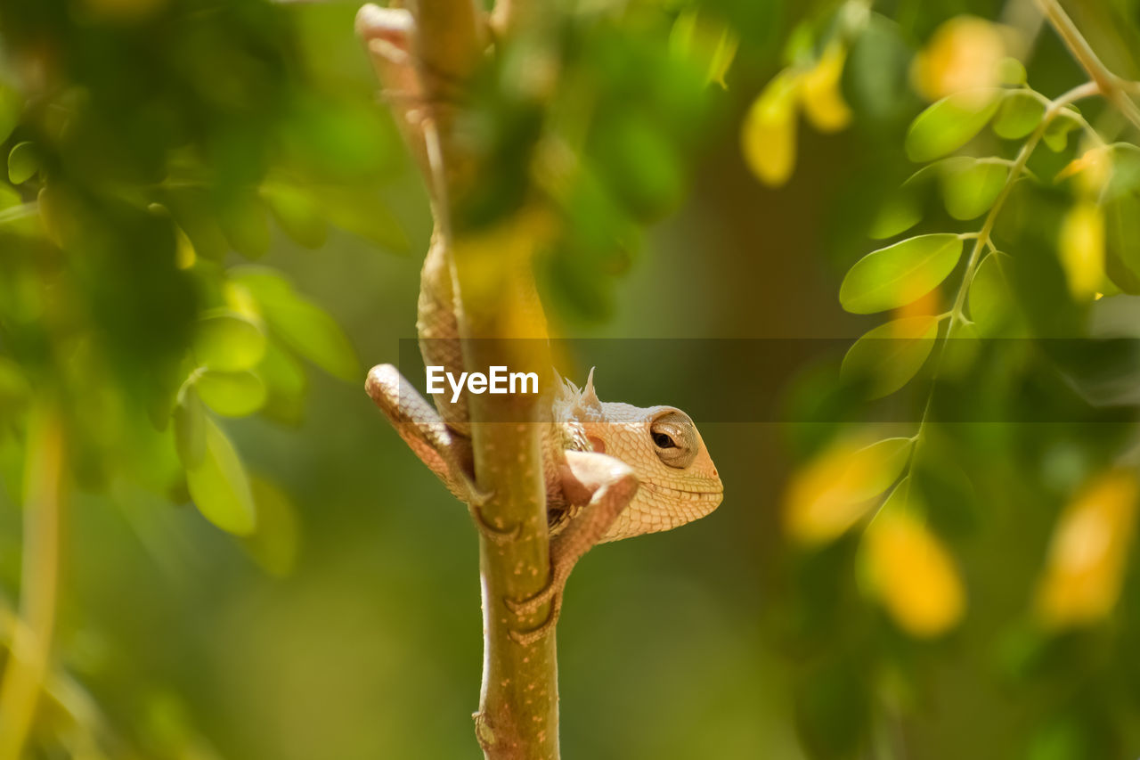 Close-up of a lizard on branch