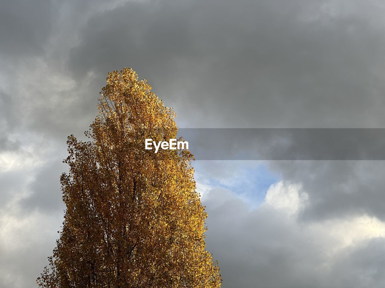 sky, cloud, sunlight, tree, nature, plant, reflection, leaf, no people, beauty in nature, morning, low angle view, outdoors, overcast, storm, dramatic sky, environment, coniferous tree, yellow, growth, pinaceae, autumn, storm cloud, day