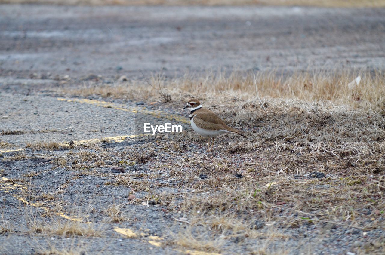 Killdeer early spring 