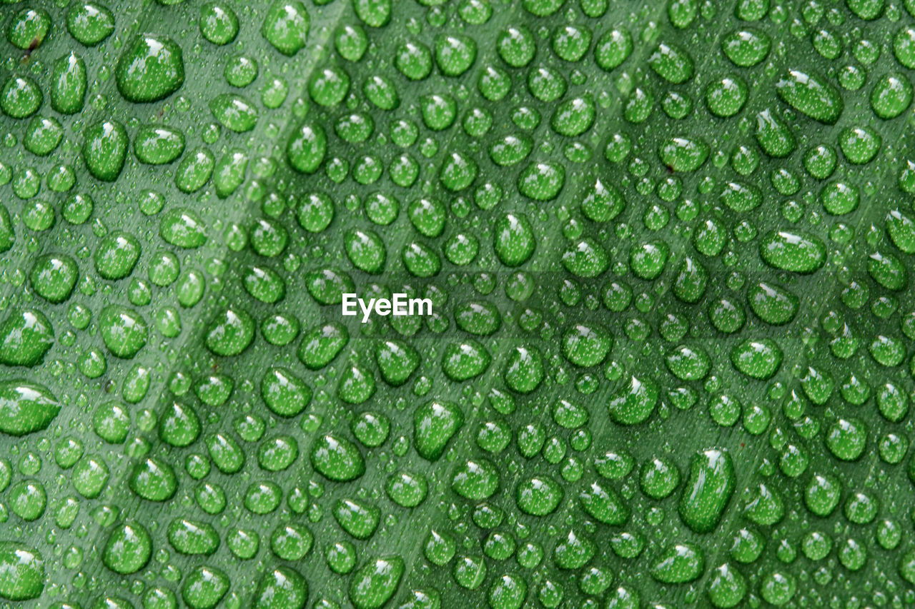 Water drops on banana leaf background