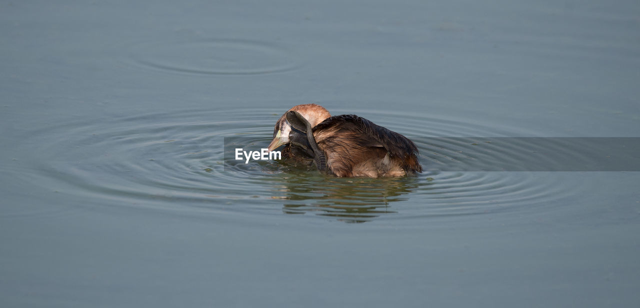 High angle view of duck swimming in lake