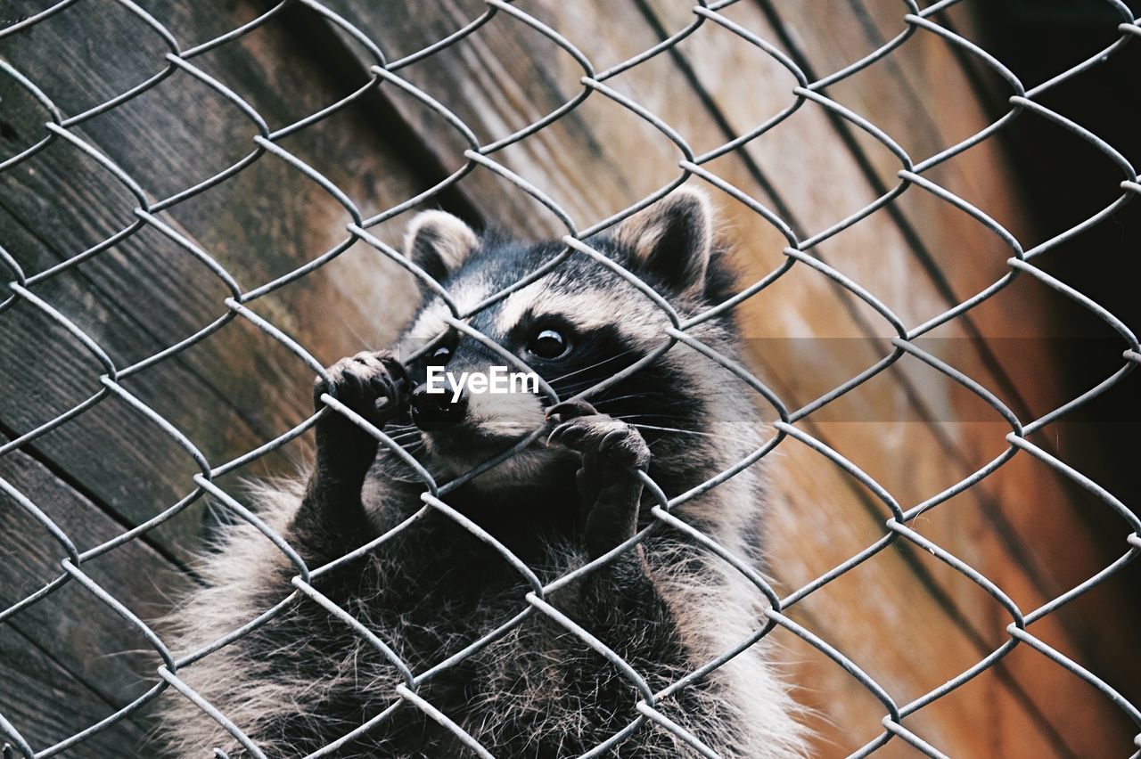 Close-up of raccoon behind chainlink fence