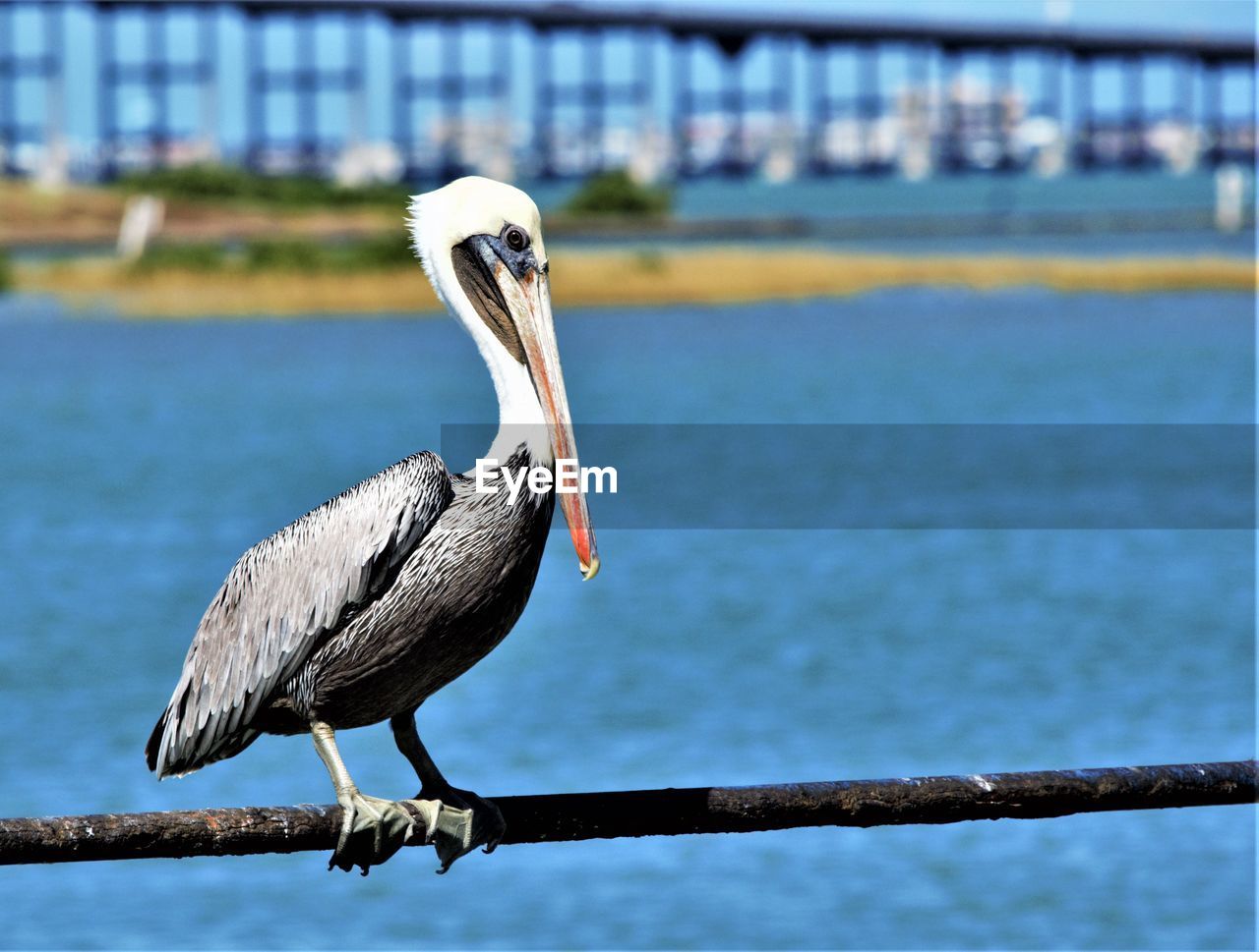 Close-up of bird perching on railing against lake