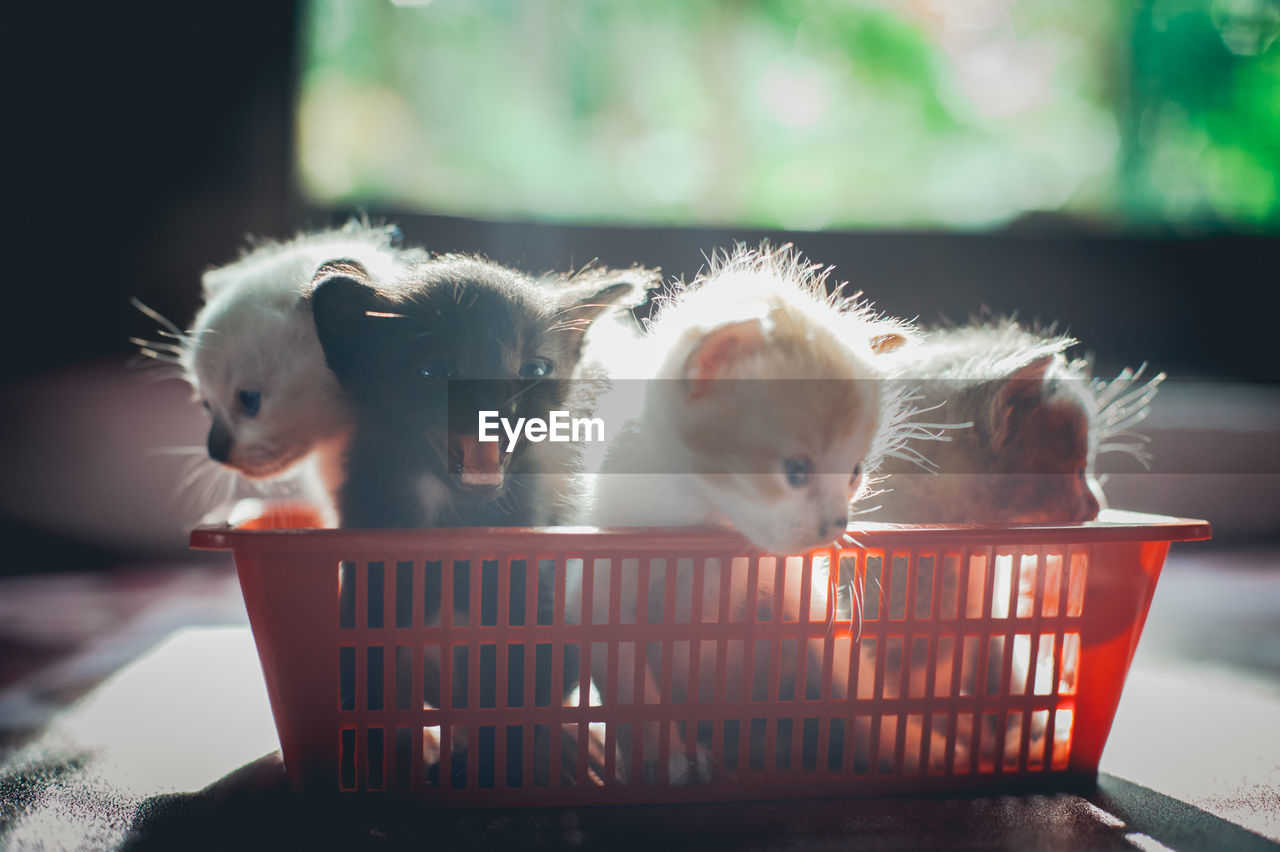 Close-up of kittens in plastic basket