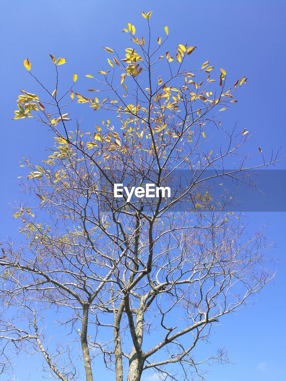 LOW ANGLE VIEW OF TREE AGAINST CLEAR BLUE SKY