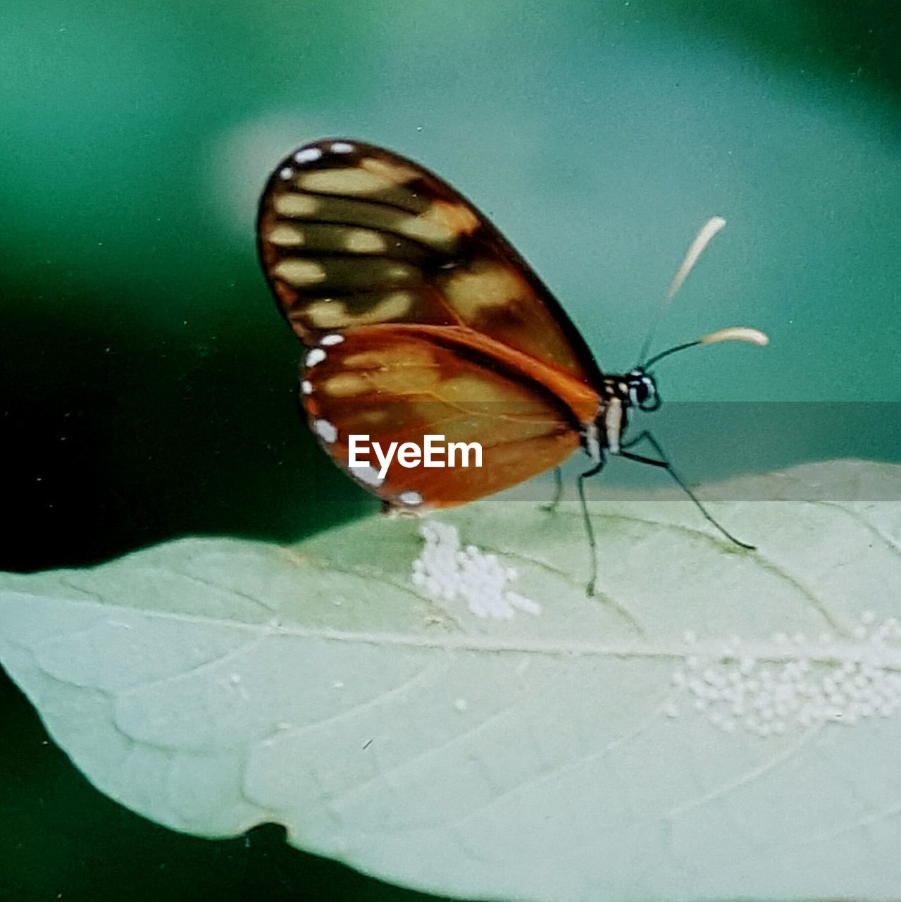 CLOSE-UP OF INSECT ON LEAF