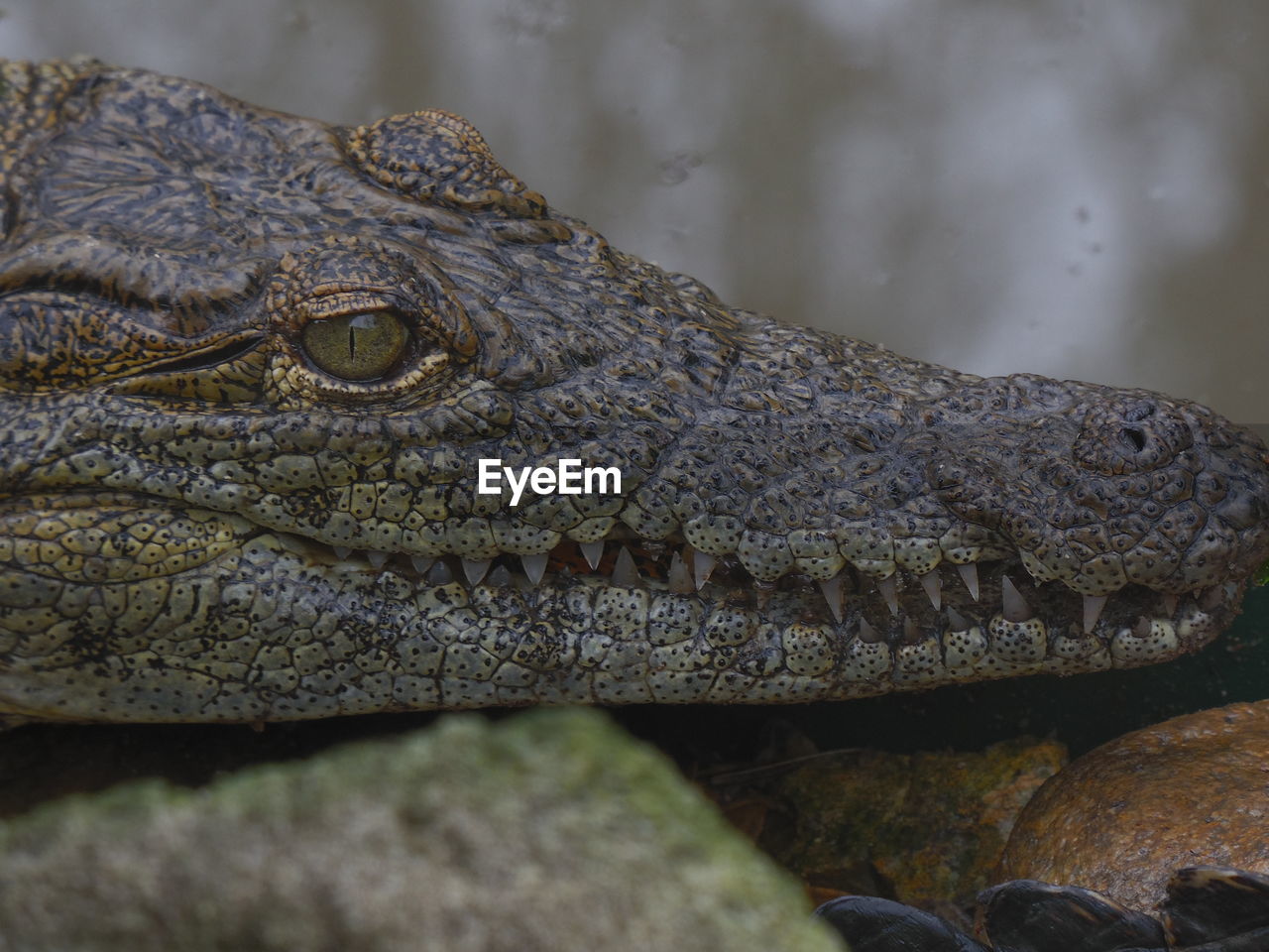 Close-up of crocodile