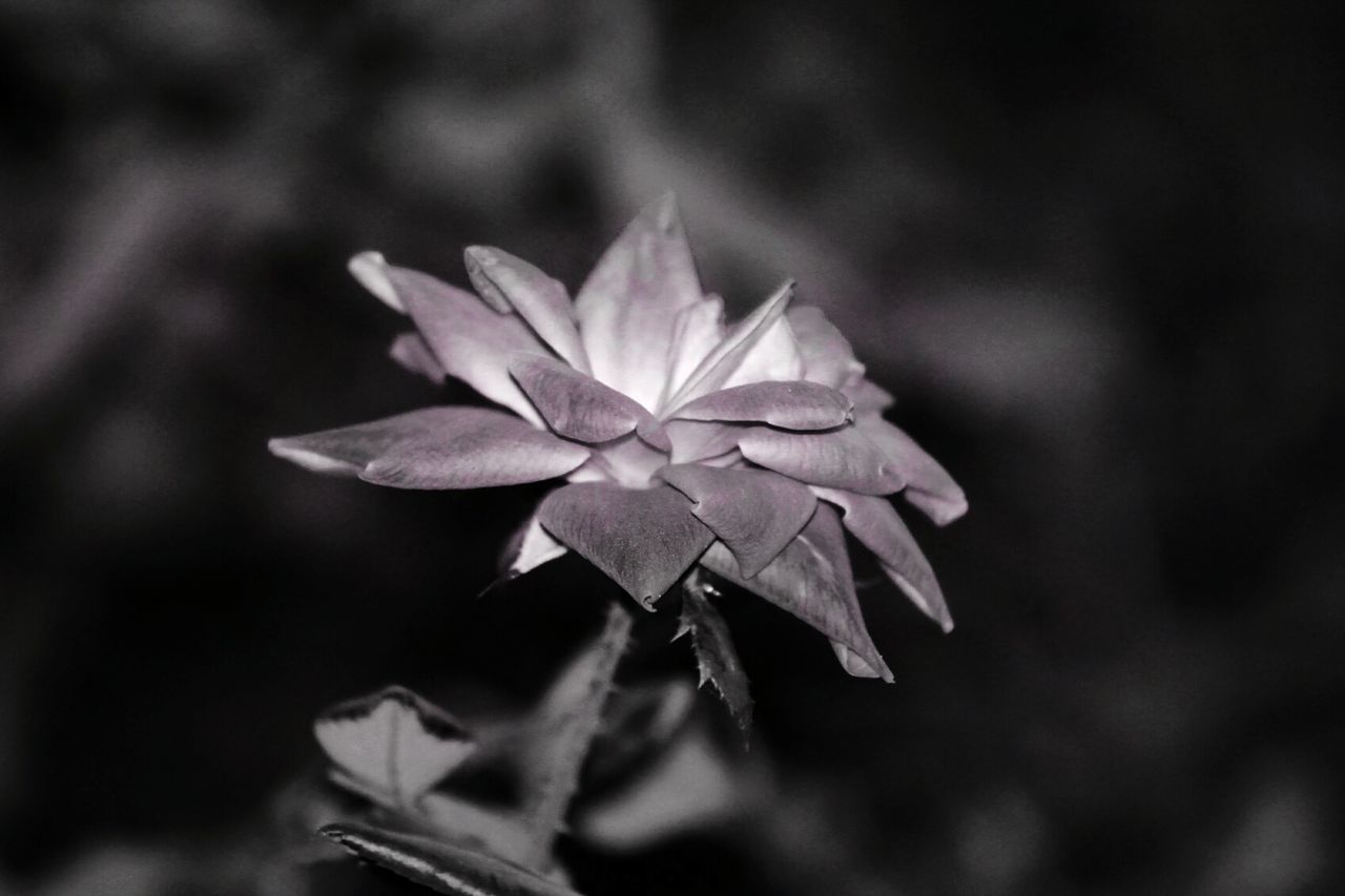 CLOSE-UP OF WHITE FLOWER