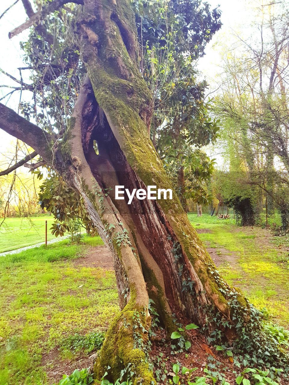 TREE IN FIELD