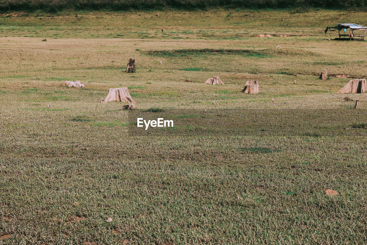 VIEW OF ANIMALS IN FIELD