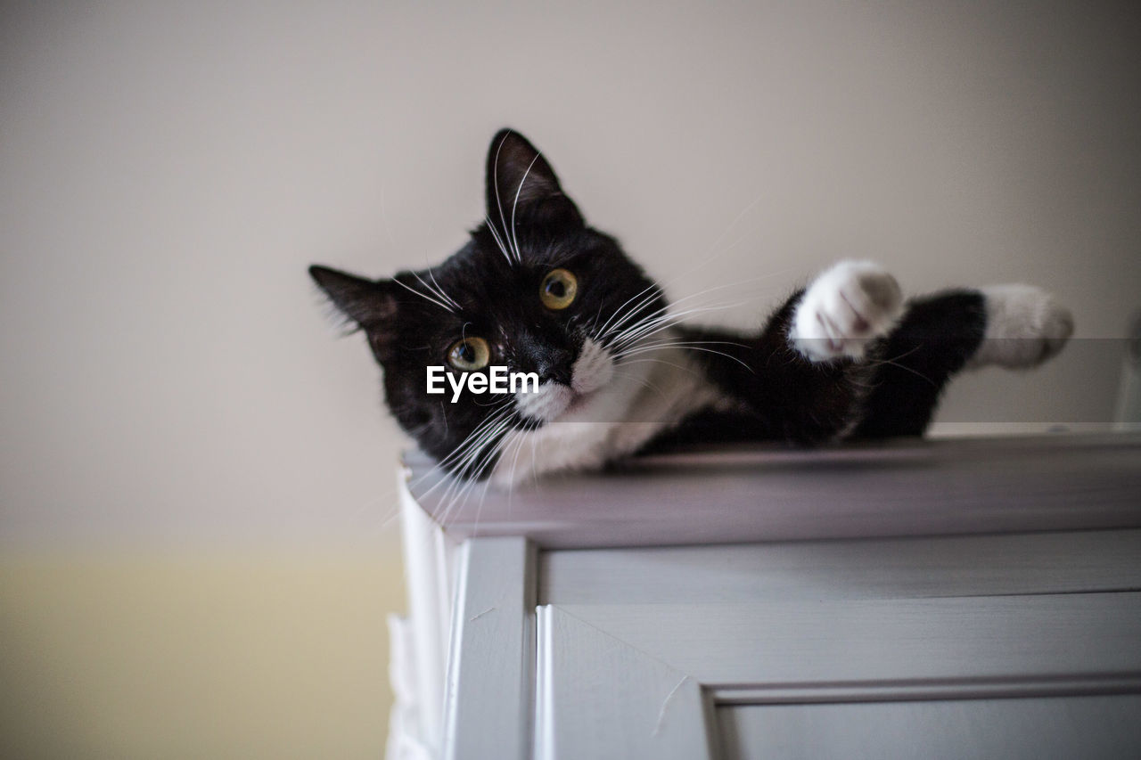 Portrait of cat relaxing on table against wall