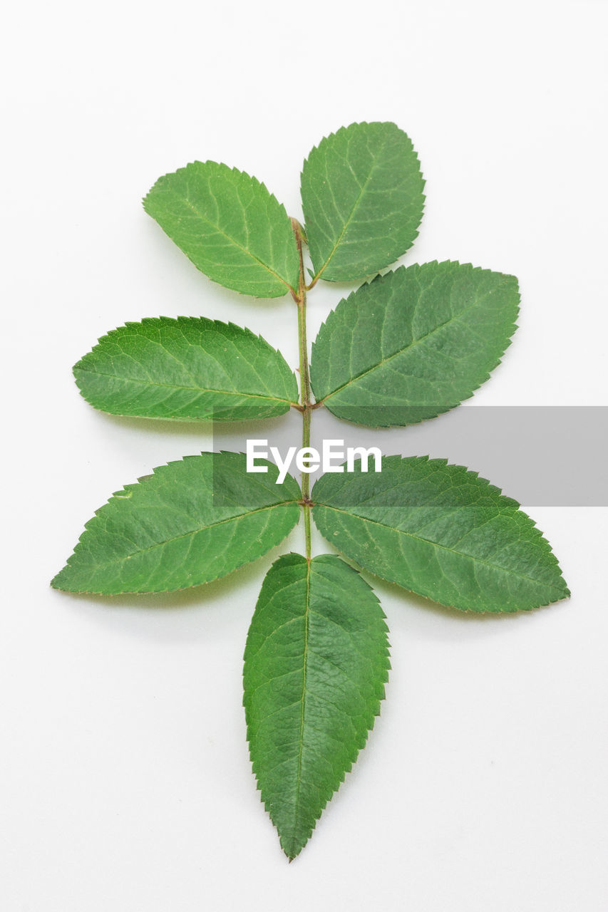 Close-up of fresh green plant against white background