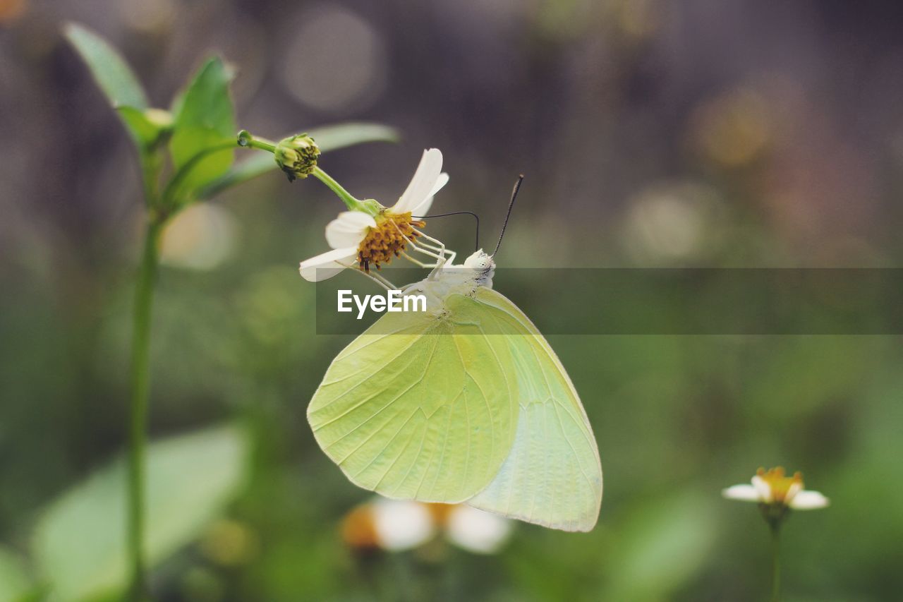 CLOSE-UP OF BUTTERFLY ON PLANT