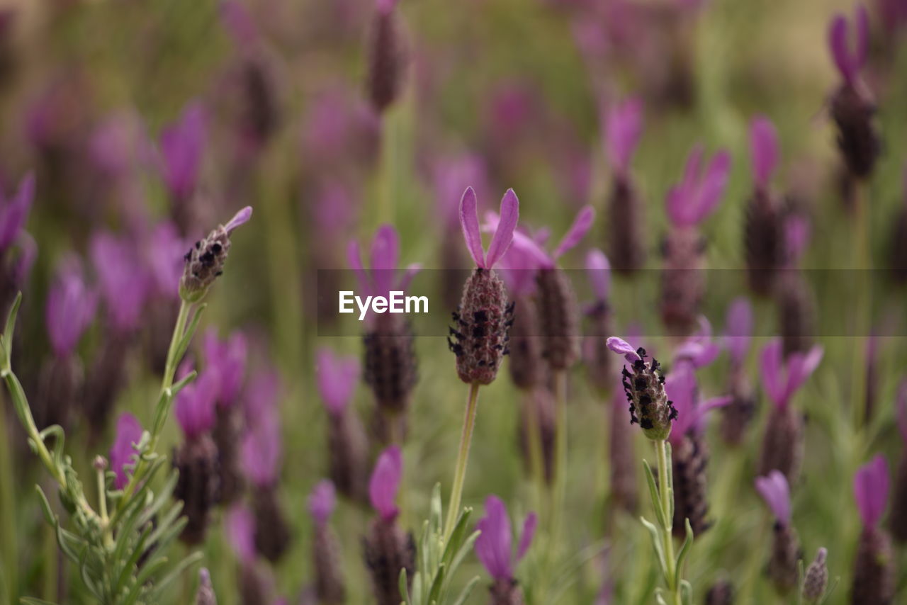 CLOSE-UP OF PURPLE FLOWERING PLANTS